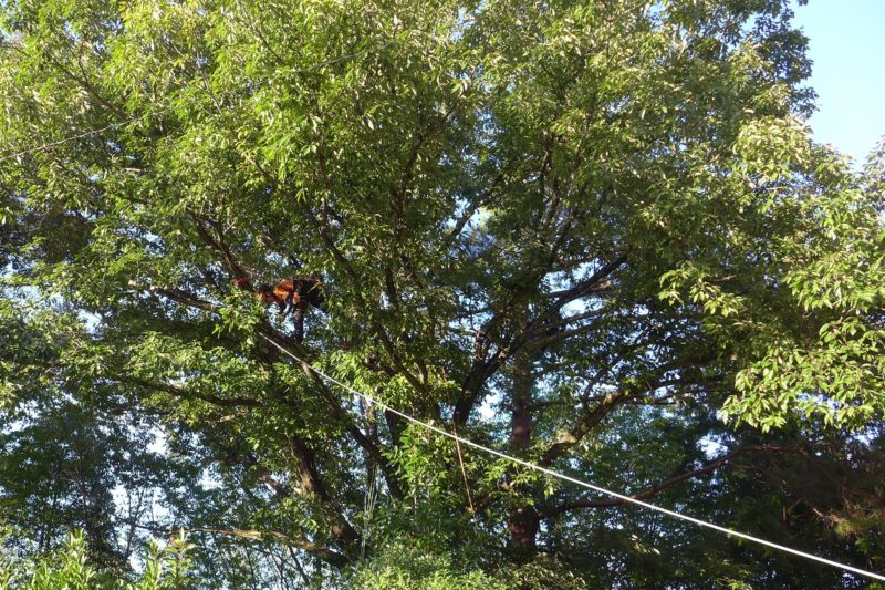 樹上で除去予定の枝を切る宇治田さん
